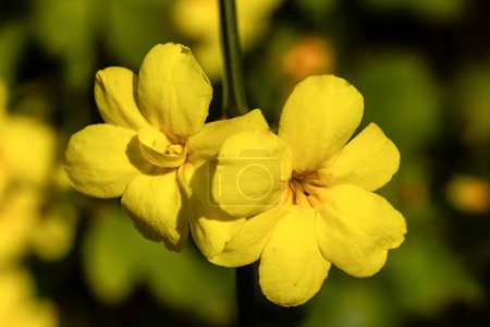 fleur de Jasminum Mesnyi appelée jasmin cultivée dans un jardin