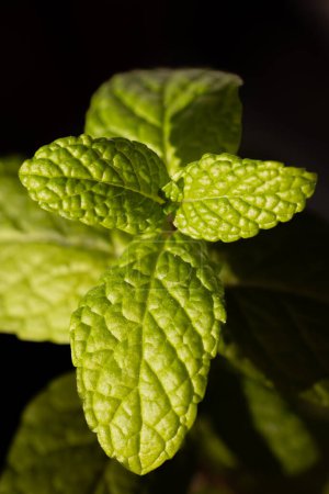 mint leaves grown in a pot