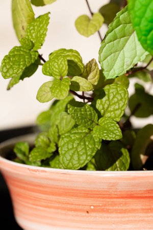 mint leaves grown in a pot