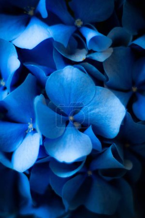 Photo for The blue flower grows upwards - Royalty Free Image