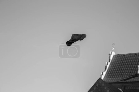 Téléchargez les photos : Un oiseau vole vers les rêves - en image libre de droit