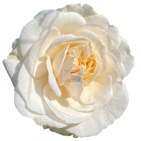 Photo for White rose flower white background - Royalty Free Image