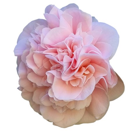 Foto de Camellia japonica 'Debutante' fondo blanco - Imagen libre de derechos