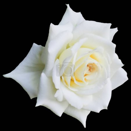 Photo for White rose of york black background - Royalty Free Image