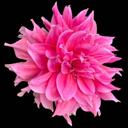 Photo for Dahlia pinnata flower black background - Royalty Free Image