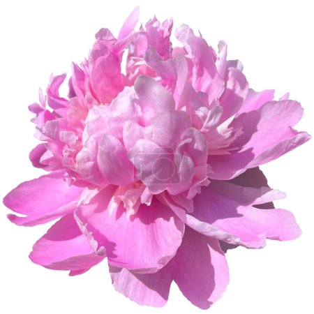 Téléchargez les photos : Pivoine parfumée Paeonia Lactiflora fond blanc - en image libre de droit