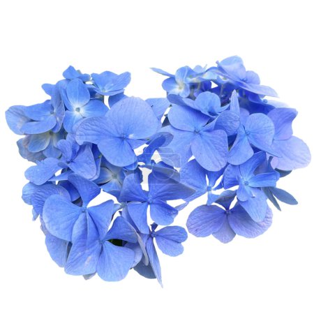 Photo for Cool Blue Hydrangeas flowers - Royalty Free Image