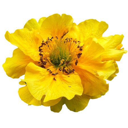 Photo for Geum montanum flower white background - Royalty Free Image
