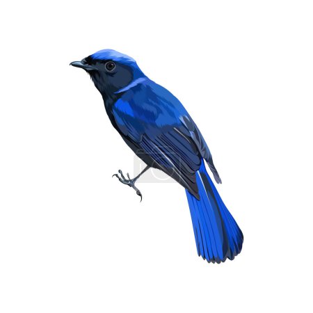 Illustration for Large Niltava bird vector - Royalty Free Image