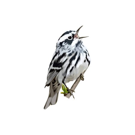 Illustration for Black and white warbler - Royalty Free Image