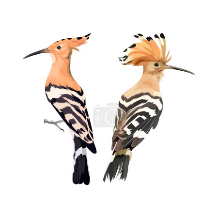 Photo for Hoopoe Eurasia bird vector illustration - Royalty Free Image