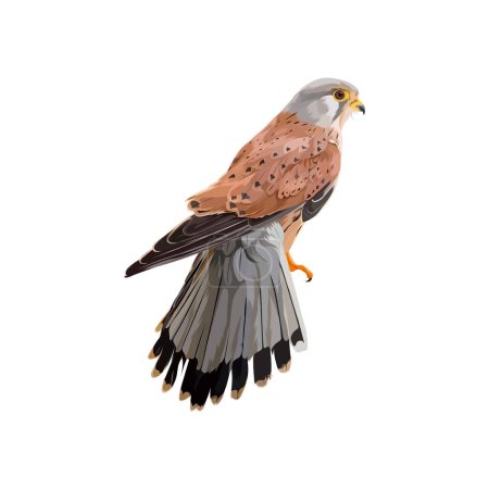 Ilustración de Ilustración común del vector de aves cernícalo - Imagen libre de derechos