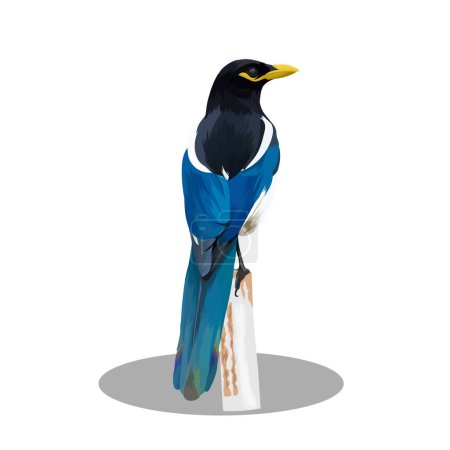Illustration for Yellow billed magpie bird vector - Royalty Free Image