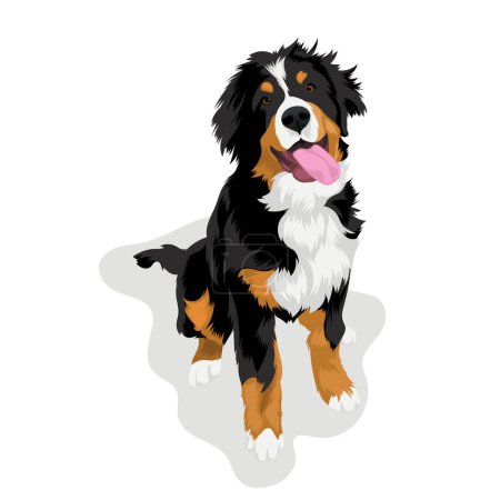 Illustration for Bernese Mountain Dog cartoon vector - Royalty Free Image