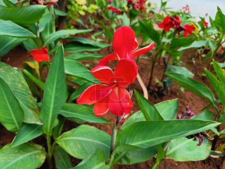 Foto de Top view of bright red Canna indica flower, commonly known as Indian shot. The photograph is clicked in Pune, Maharashtra, India - Imagen libre de derechos