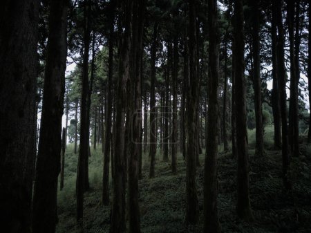 Téléchargez les photos : Panoramic landscape view of beautiful dense mysterious Himalayan Pine forest on a hazy winter day in Darjeeling, a district famous for tourism in West Bengal, India - en image libre de droit