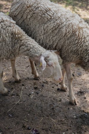 Un groupe de moutons. Moutons animaux domestiques dans les granges en bois à la ferme.