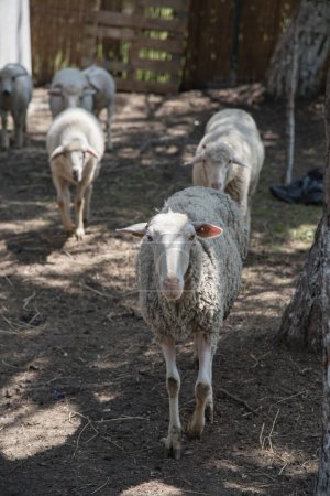 A group of sheeps. Sheep domestic animals in wooden barns at the farm.farm concept