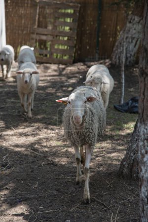 A group of sheeps. Sheep domestic animals in wooden barns at the farm.farm concept