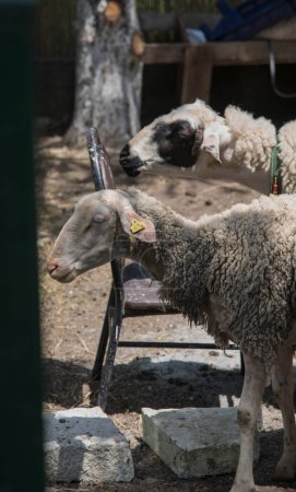 Un grupo de ovejas. Ovejas animales domésticos en graneros de madera en el concepto farm.farm