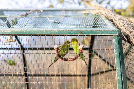 Foto de Pair of parrots in the cage of an animal park. High quality photo - Imagen libre de derechos