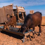 Two brown goats drinking water in the Sahara desert, Merzouga. Morocco. High quality photo