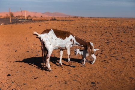 Gesamtansicht einer Ziege mit noch hängender Plazenta, die ihr neugeborenes Kalb in der Sahara-Wüste Merzouga reinigt. Hochwertiges Foto