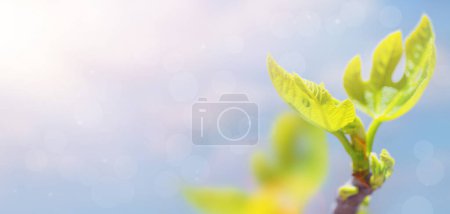 Foto de Brotes de higuera e higos verdes en primavera tiempo soleado, primer plano fondo borroso, lugar para el texto. - Imagen libre de derechos