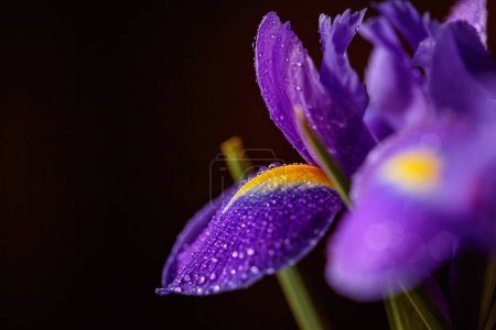 Foto de Primer plano foto de flor de iris con macro detalle. Hermosa flor púrpura con gotas de agua sobre pétalos sobre fondo oscuro borroso. Profundidad de campo superficial. Espacio para texto - Imagen libre de derechos