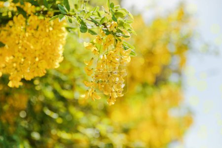 A close-up view of vibrant yellow Laburnum flowers, also known as Golden Chain trees, blossoming in the warm light of spring