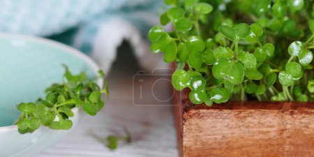 Macro photography of mustard microgreens, highlighting their vibrant greenery and antioxidant properties.