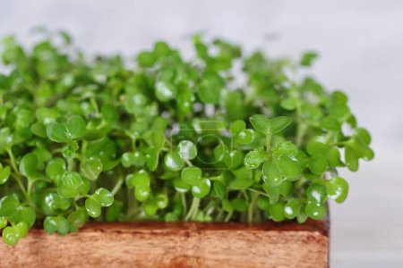 Macro shot of vibrant mustard microgreens in a biodegradable container, a nutritious addition to any diet.