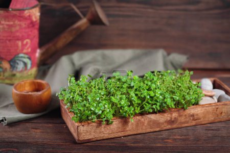 Close-up of mustard microgreens sprouts in a wooden tray, illustrating eco-friendly home gardening and healthy eating.