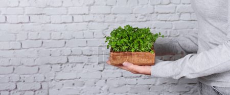 A woman joyfully tends to her microgreen mini-garden in a wooden box, promoting eco-consciousness and plant care. Banner with copy space