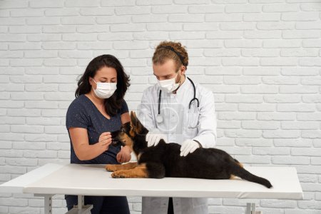 Photo for Portrait of animal owner and doctor wearing masks supporting German Shepherd. Therapy and treatment against dog illness. Vet prescription and procedures for recovering. - Royalty Free Image