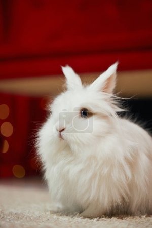 Foto de Vista frontal de un lindo conejo peludo sentado en una alfombra blanca en el estudio. Fuuny, símbolo encantador de año nuevo 2023 mirando a la cámara en la habitación decorada. Concepto de celebración de año nuevo. - Imagen libre de derechos