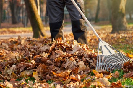 Photo for Anonymous male worker wearing dark uniform using fan rake to gather fallen leaves in pile on backyard. Crop view of man raking dry leaves, cleaning grass lawn in city park. Concept of seasonal work. - Royalty Free Image