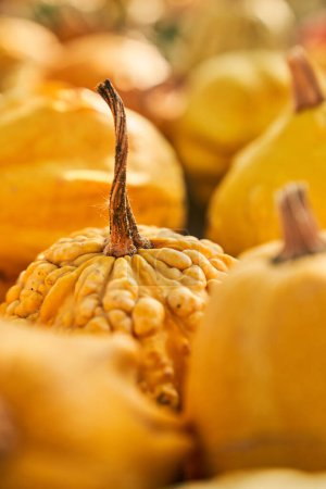 Cute little pumpkin with dry tail among the same yellow pumpkins beside. Close up selective focus of nice pimpled pumpkin harvested in autumn, with copy space. Concept of autumn, harvest.