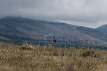 Téléchargez les photos : Sturnelle de l'Est sur une plante dans une prairie - en image libre de droit