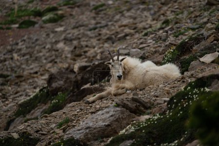 Téléchargez les photos : Chèvre de montagne couchée juste à côté des sentiers - en image libre de droit