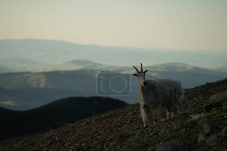 Téléchargez les photos : Curieuse chèvre de montagne au coucher du soleil - en image libre de droit
