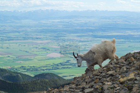 Téléchargez les photos : Chèvre de montagne marchant dans un champ de éboulis - en image libre de droit
