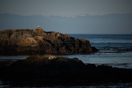 Photo for Seal lying in the morning light on Lopez Island - Royalty Free Image