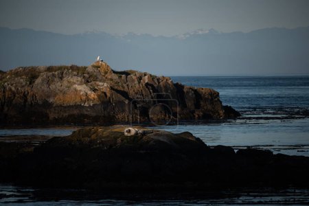 Photo for Seal basking in the sun on Lopez Island - Royalty Free Image