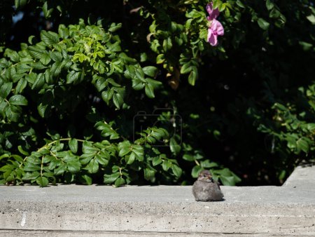 Photo for Small sparrow sitting on a concrete bench - Royalty Free Image