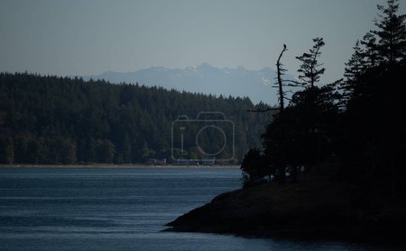 Photo for Bald eagle observing the salish sea - Royalty Free Image