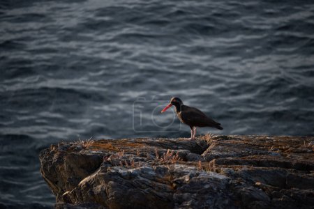 Photo for Oystercatcher in the evening light on Lopez Island - Royalty Free Image