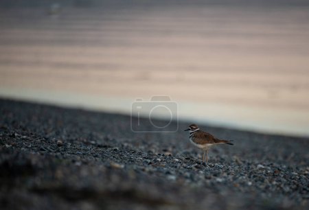 Photo for Kildeer on a gravel beach at sunrise - Royalty Free Image