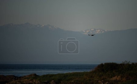 Photo for Bald eagle soaring on the Washington coast - Royalty Free Image
