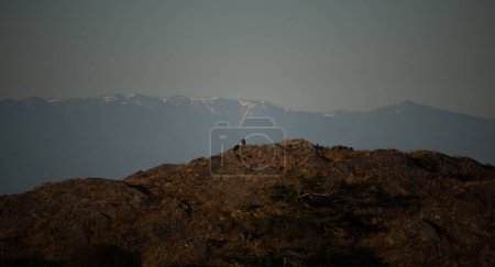 Photo for Two bald eagles sitting on a rocky outcrop at sunrise - Royalty Free Image